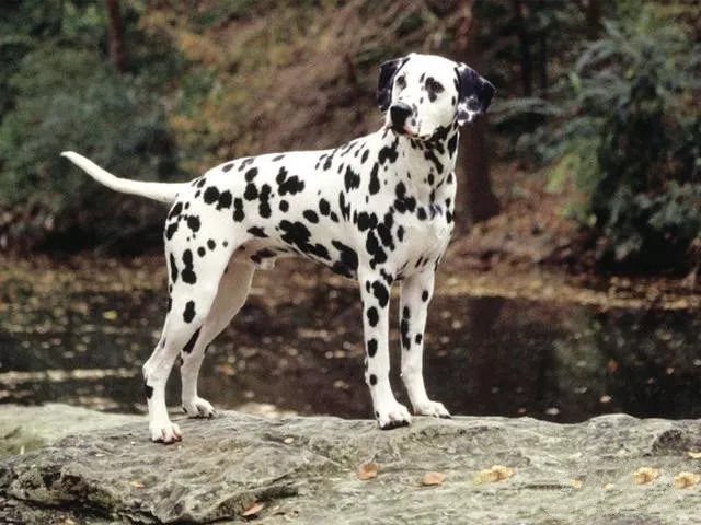 新疆发现名贵品种狗,世界上最好看的10种狗动物