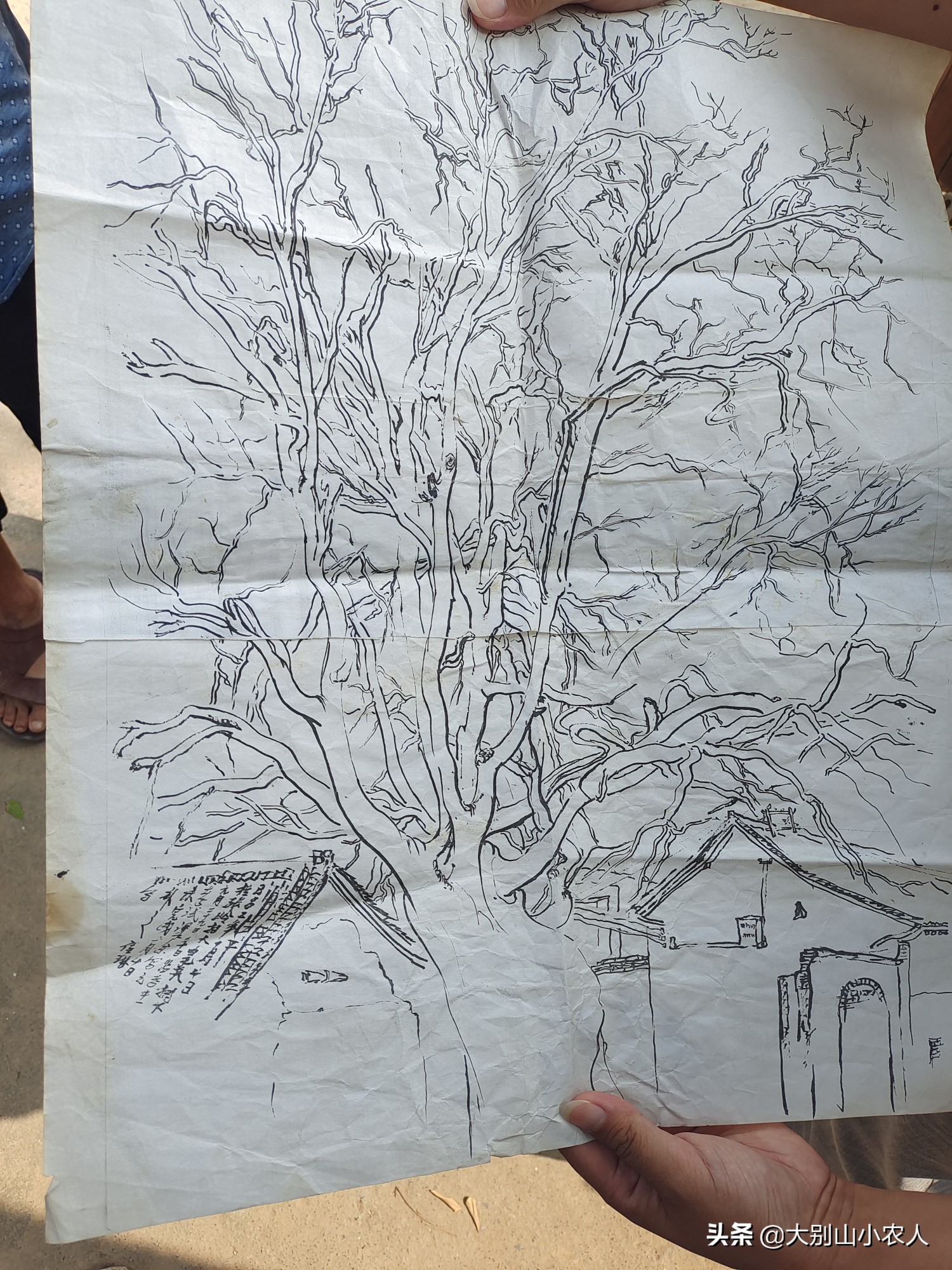 疯狂的皂荚树：热潮后被嫌弃，因能解除“卡脖子”危机又王者归来