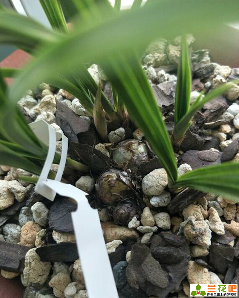 兰花是什么类型的植物,兰花承露叶形态特征