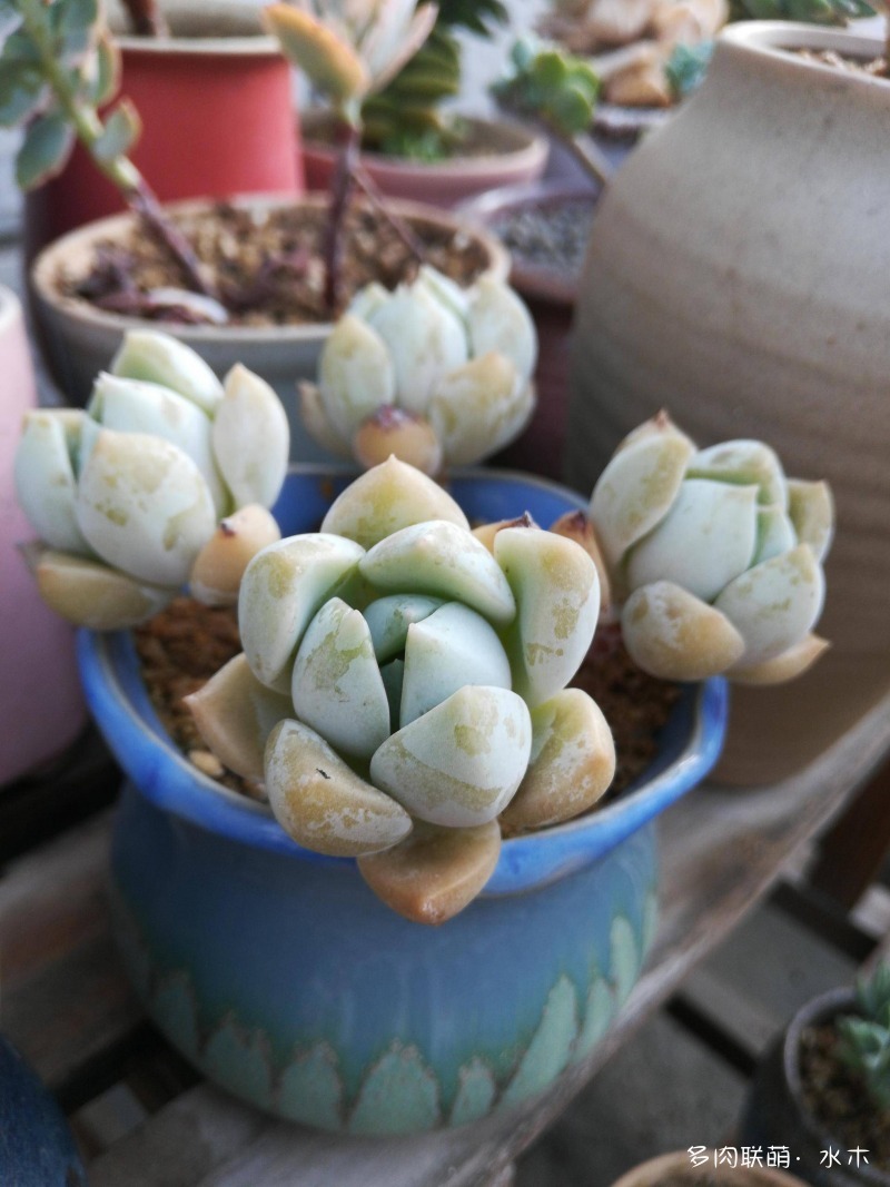 这才是多肉夏天该有的样子,多肉短期内颜值最高的时刻