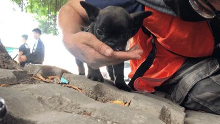 墨墨：屁屁烂得血红的小斗牛，会不会是第二个“白月初”