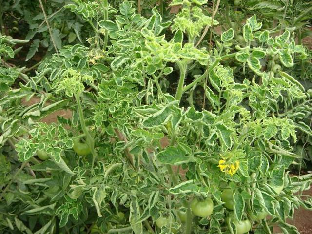 西红柿转色慢怎么解决,西红柿转色的最佳温度