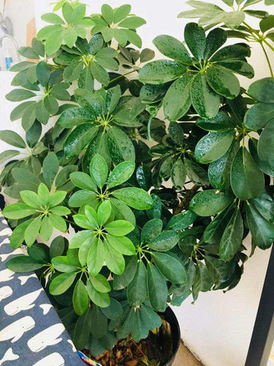 鸭掌木绿植推荐品种有哪些,一种绿植叫什么竹