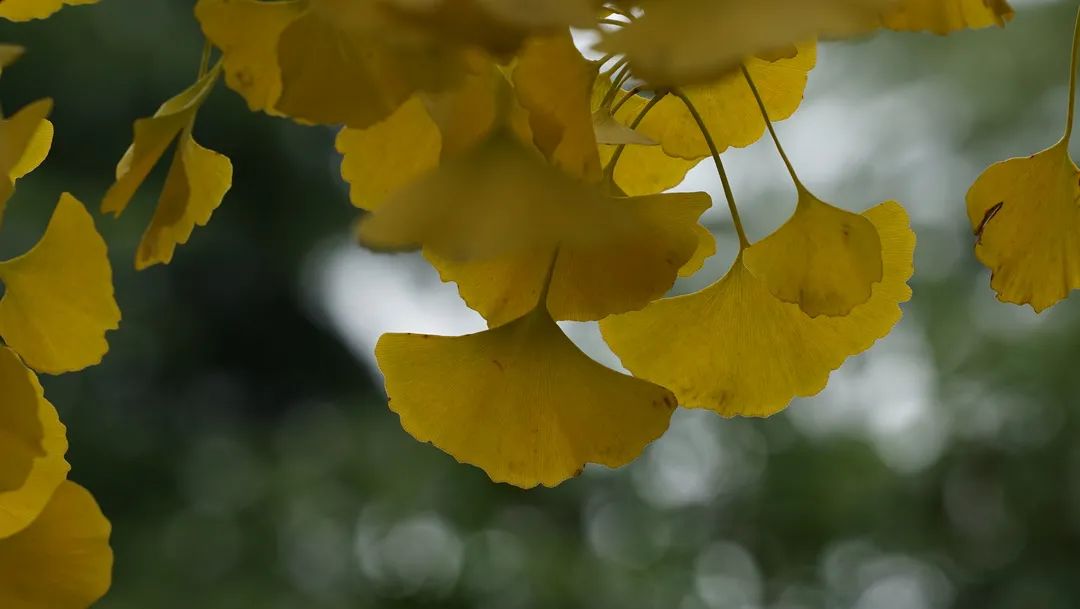 上海最美秋景,上海哪些公园可以拍秋景