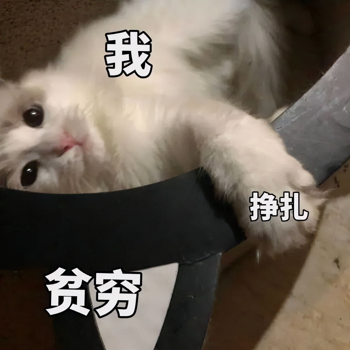 养猫咪哪种猫最好养并且粘人,新手养猫最好要选择这三种猫咪