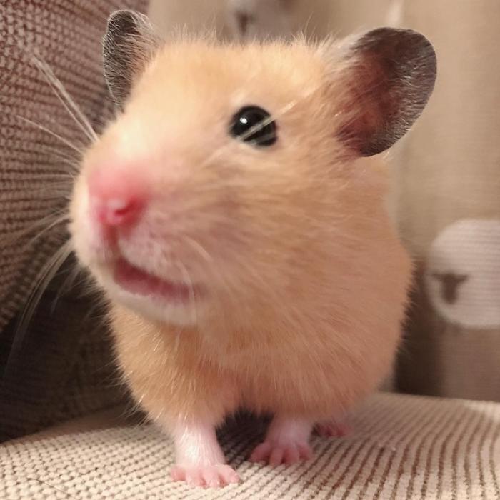 仓鼠缺点,仓鼠的缺点有什么