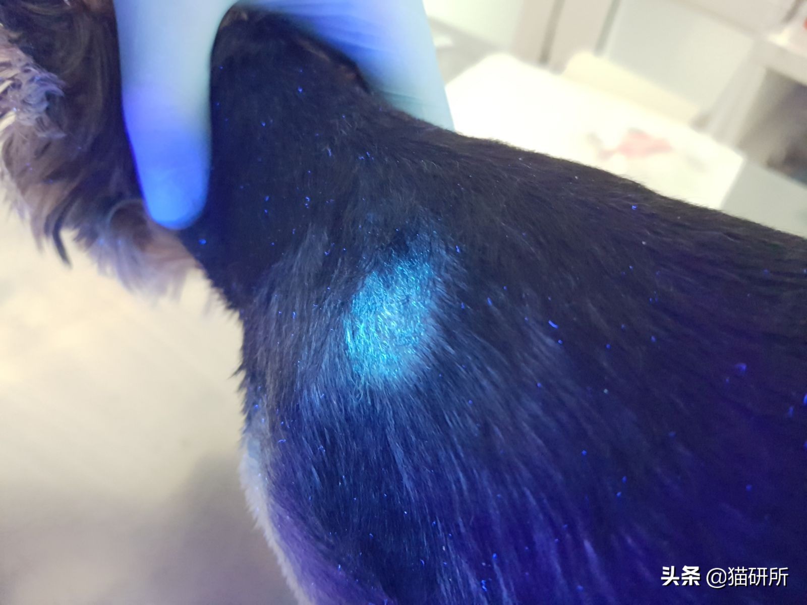 专业宠医答疑:新猫进家前必做的6项体检,万万不可少!