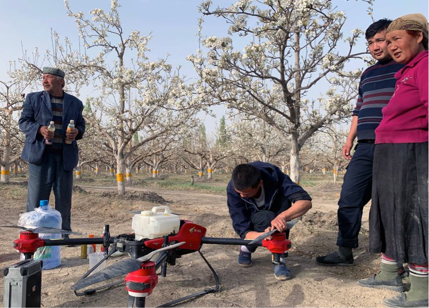 你买的可能是“山寨梨”,无人机授粉解决库尔勒梨农难题