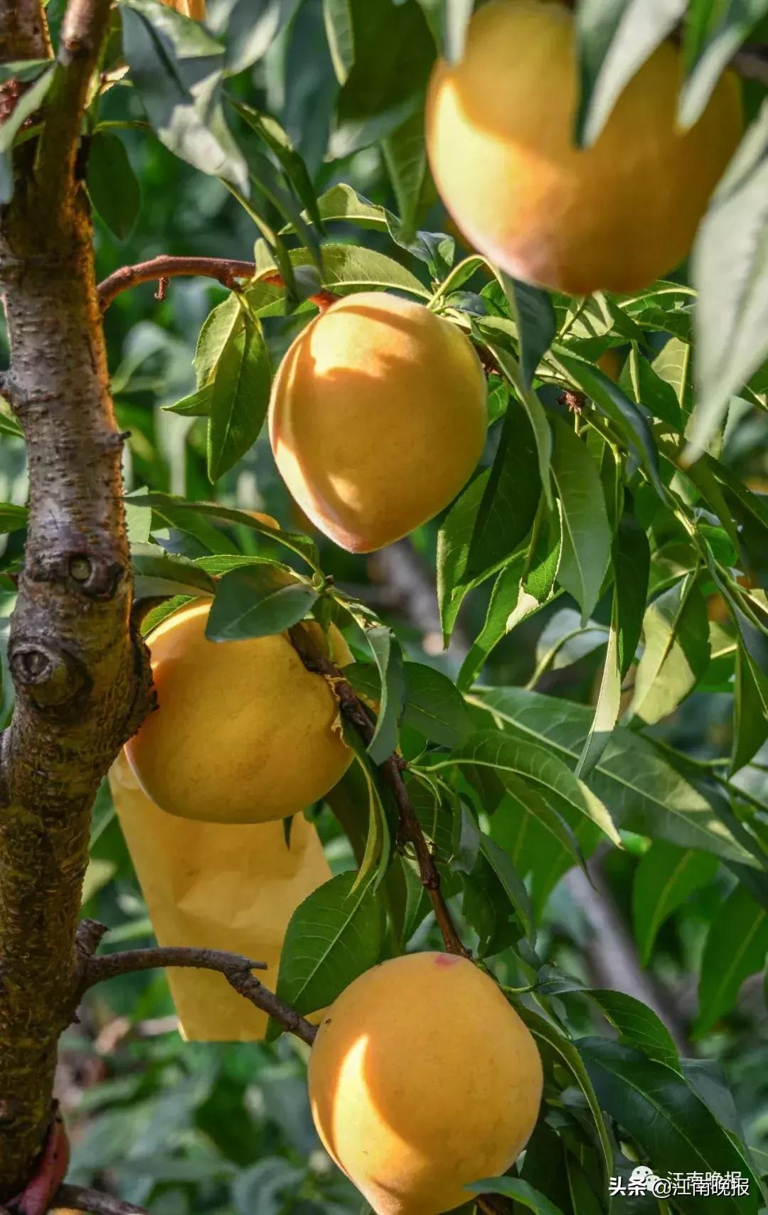水蜜桃吃了不消化吗,水蜜桃吃了