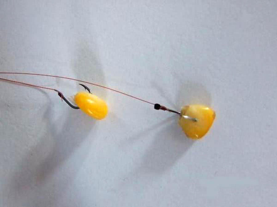 用玉米钓鱼总是空军,为什么用玉米老是钓鲤鱼