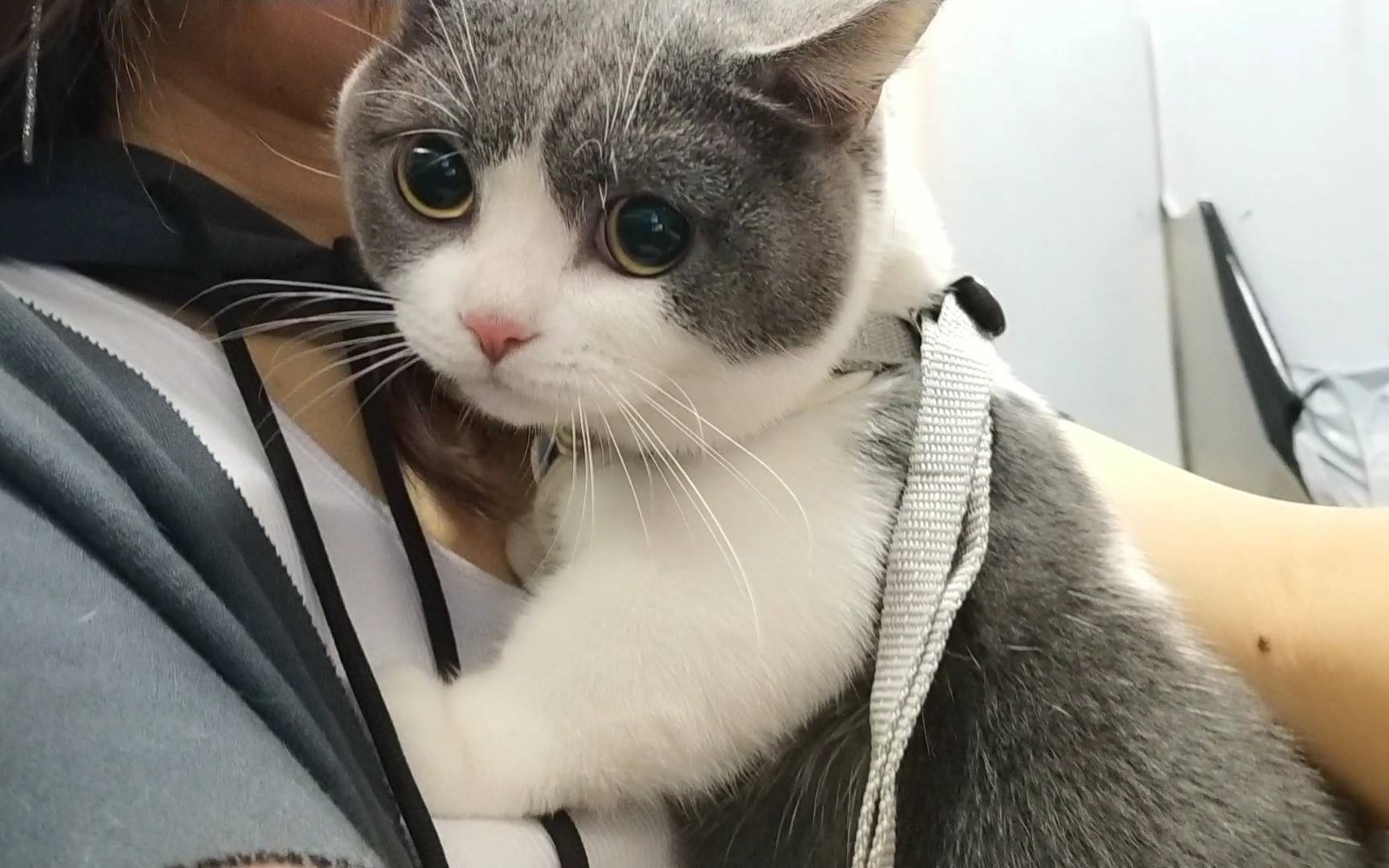 春节猫咪寄养注意事项,猫咪寄养还是带回家好