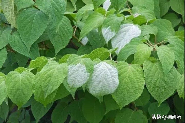 当猫咪第一次吸猫薄荷,猫咪会对薄荷过敏吗