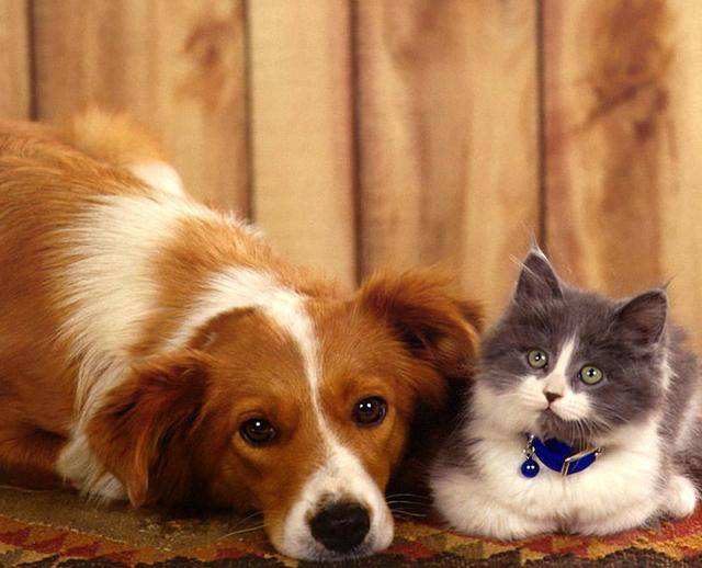 终于等来了，法律禁食禁虐猫狗