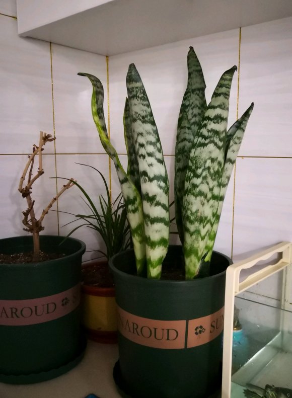 虎皮兰太高了容易倒怎么办,虎皮兰叶子长得太高了怎么办