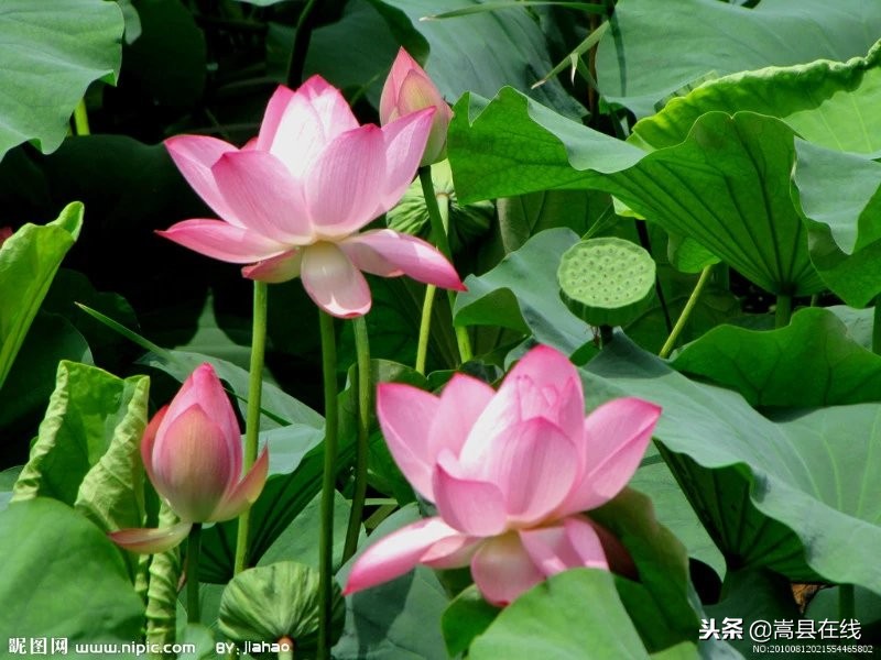 农村比较常见的中草药,农村不可碰的十种草药