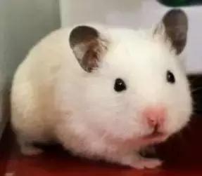 仓鼠的种类习性详细介绍,仓鼠有哪些亚种种类