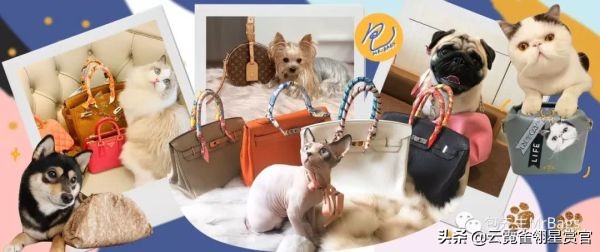 大家的包包和宠物,都太可爱了!