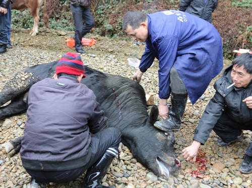 农村致富的10个项目,农村可以赚钱的项目