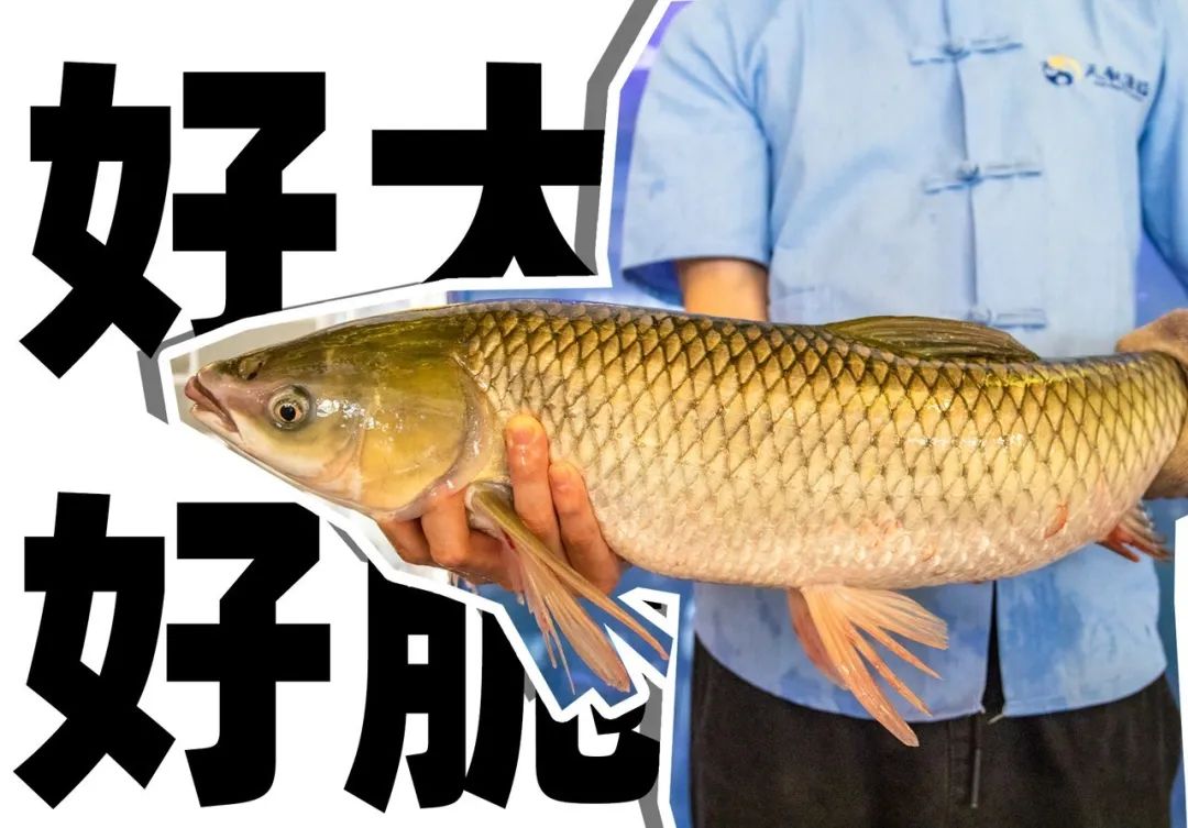 8年老店老味道,8年的酸菜鱼店值得大家去尝尝