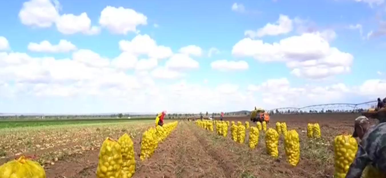 内蒙马铃薯丰收,内蒙古马铃薯丰收