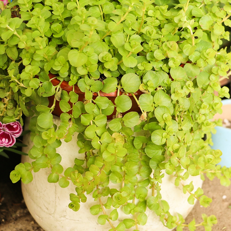 18种院子好看的花儿,18种漂亮的花