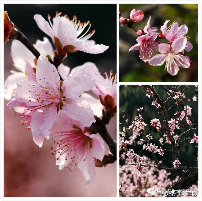 家在景区,家在公园旁是一种怎样的体验