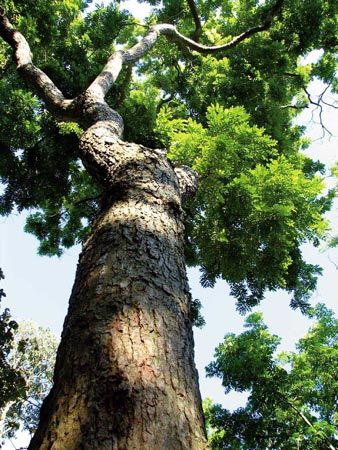 铁木材质有什么特点,铁木有哪些特征