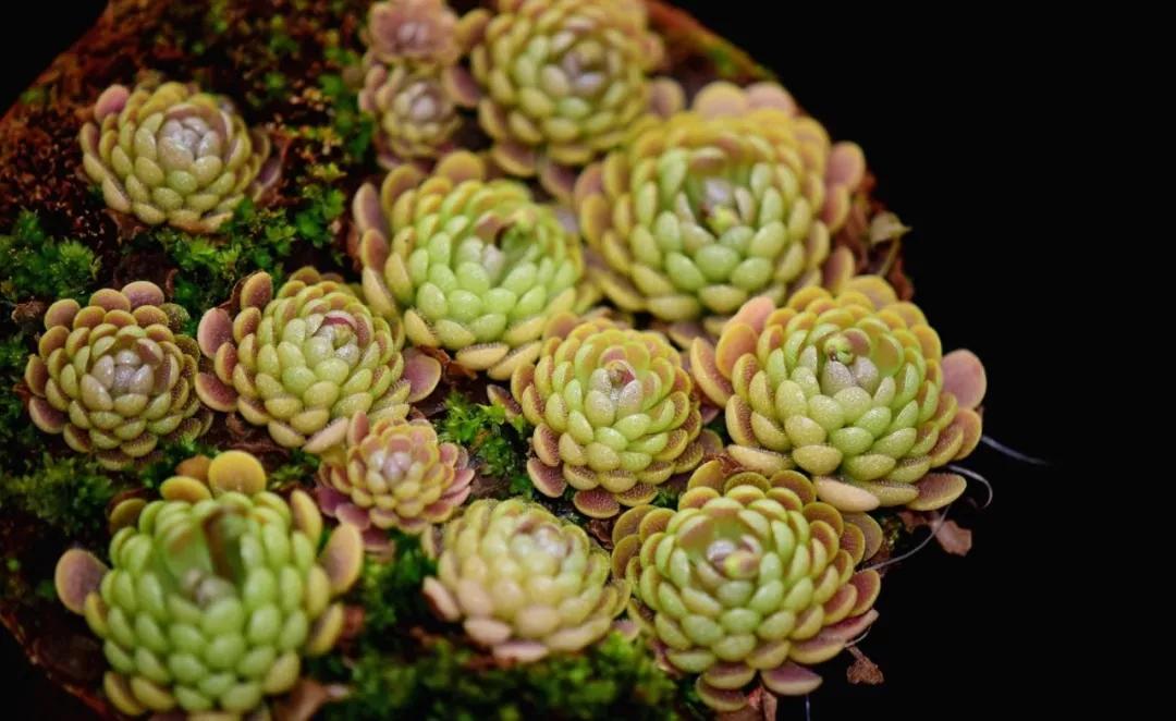 养哪一种吃虫子的花最合适,这4种花真省心养在家里不招虫