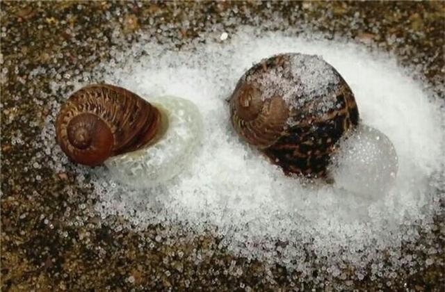 蜗牛碰到盐就会化水视频,给蜗牛撒上盐就会化成一滩水