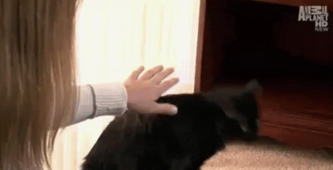 猫为什么总凶别人,猫为什么凶新来家的小猫