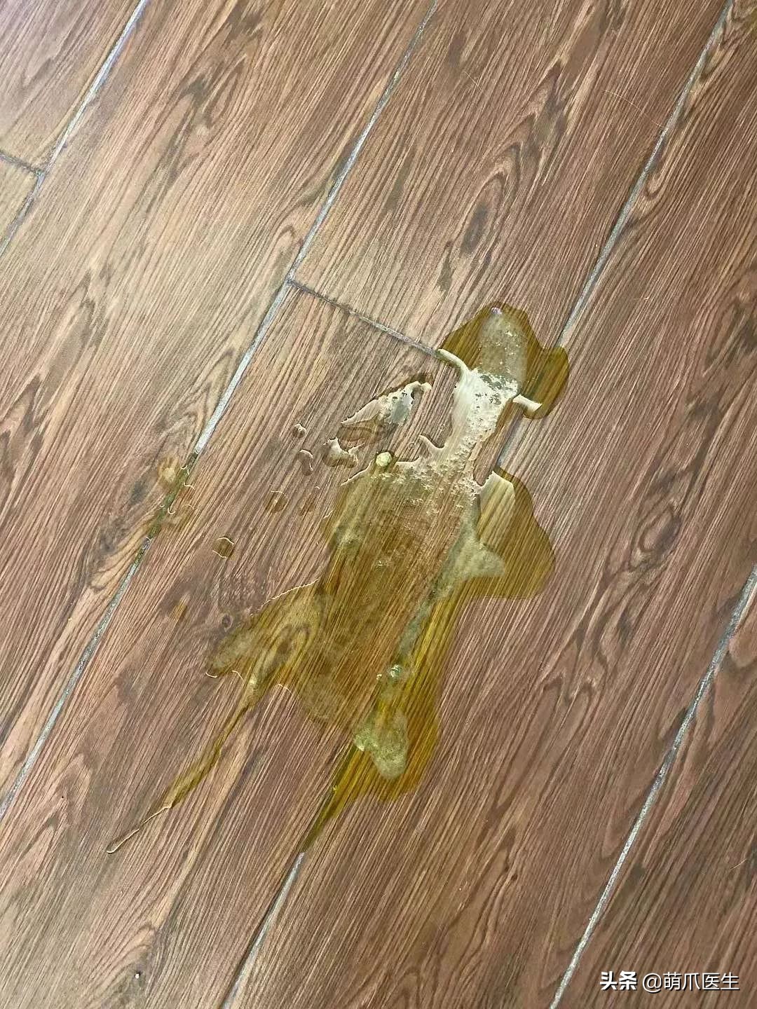 哪个品牌的猫粮把猫吃死了,go猫粮出事后怎么办