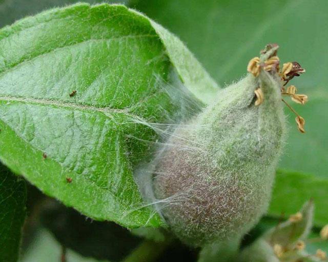 苹果小卷叶蛾怎么治疗,苹果小卷叶蛾的防治方法
