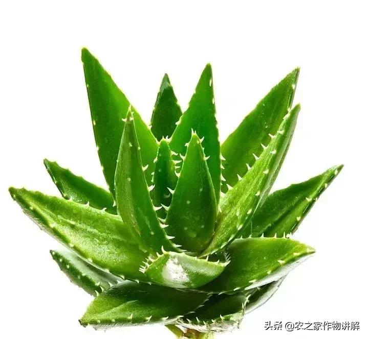 芦荟揭秘,关于芦荟的历史和现状研究报告