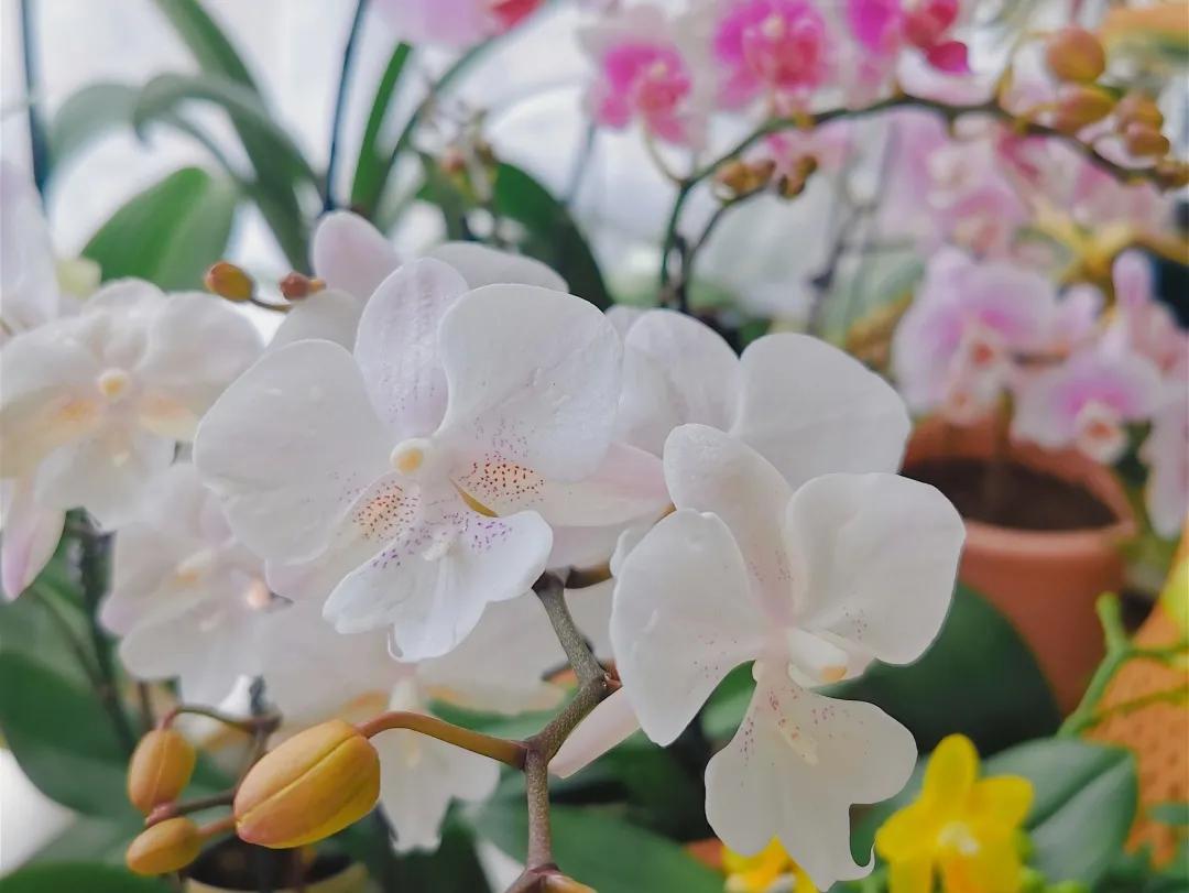 没花园怎么种花？从东北到广东，4位大神在室内种出植物园，绝美