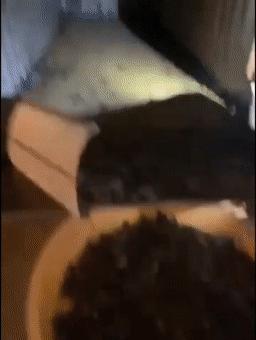 澳大利亚鼠灾泛滥引进猫,猫咪对抗鼠灾