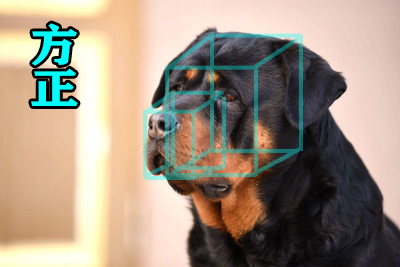 如何看出罗威纳犬是不是纯种 (罗威纳长嘴立耳是纯种的犬吗)