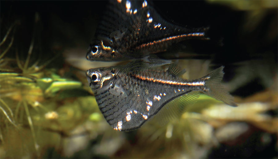 冷门热带小型观赏鱼,简单好养的观赏鱼都有哪些