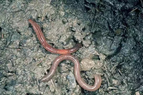 80后女大学生回农村养蚯蚓,回村创业养蚯蚓