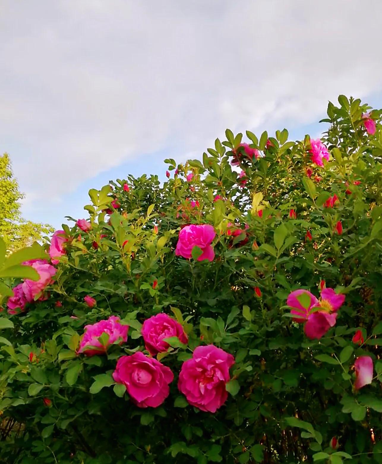 四季风玫瑰图,四季玫瑰造型树