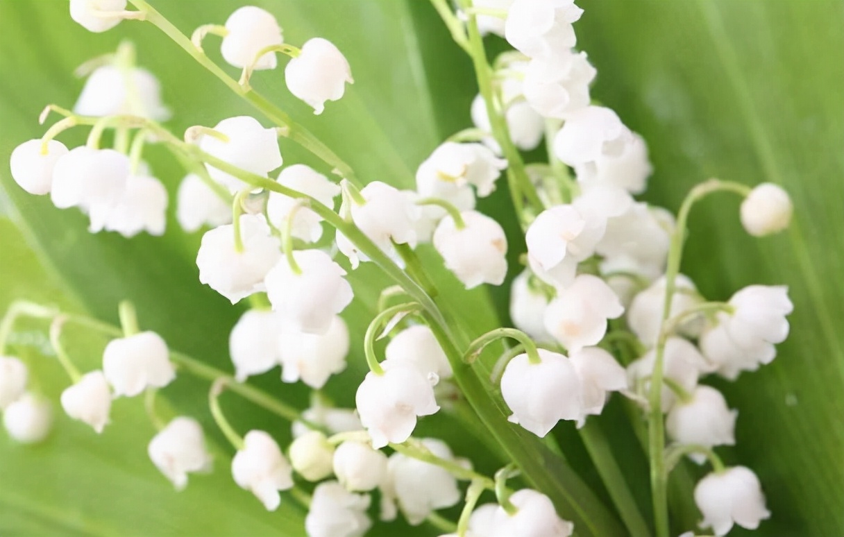 铃兰花怎么养才能更茂盛,铃兰花怎么养才好看