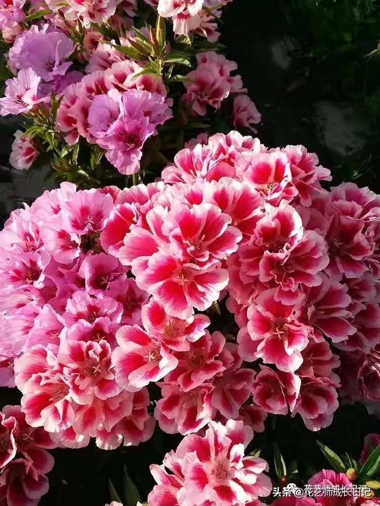 10种在花镜设计中常用的紫色花卉,南方适合做花境的花卉种类