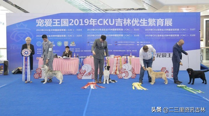 2018年cku全犬种中国展,cku吉林犬展