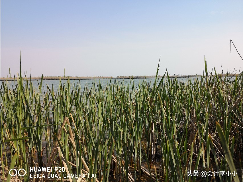 巢湖岸上草原,合肥岸上草原照片