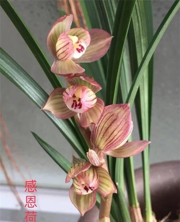 四川崇州早年下山的一颗春剑瓣型红花，现在成为镇园之宝