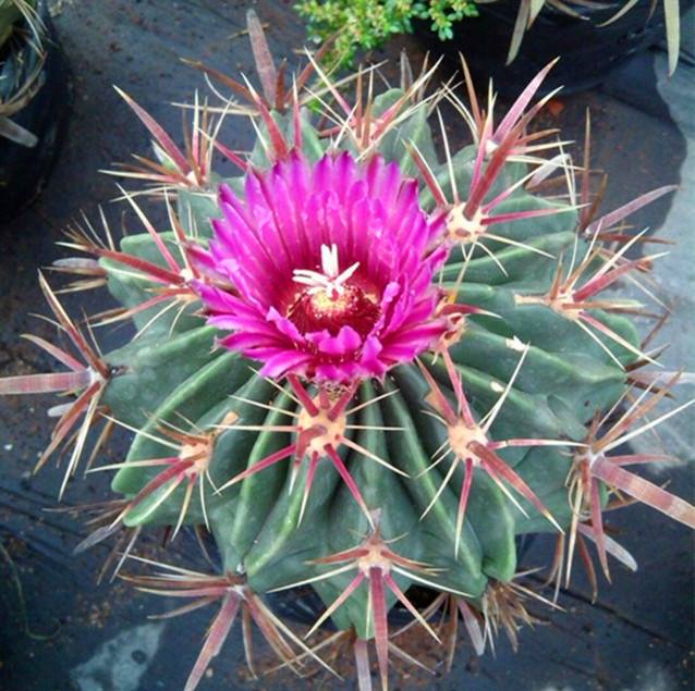 十个仙人球,最新30个仙人球品种