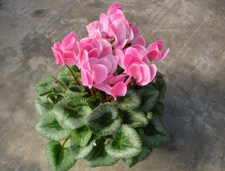 开春入手花盆栽,春季入手的花