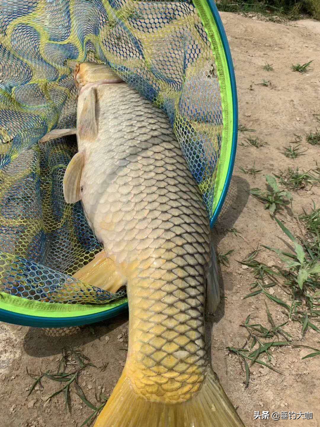 台钓调灵最佳时间,台钓最灵钓法