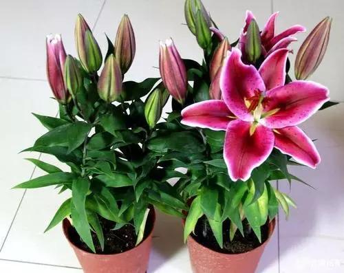 室内的花什么时候搬出去比较好,不宜室内养的5种花