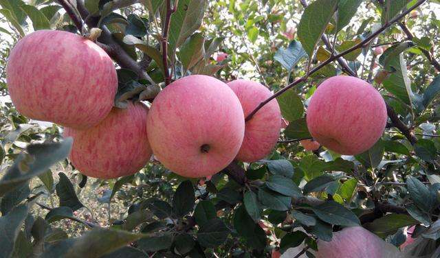 运城苹果哪里的出名,运城苹果好吃吗