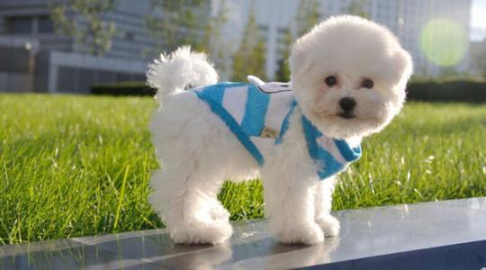 小白熊犬怎么养,比熊犬怎么养新手看这里